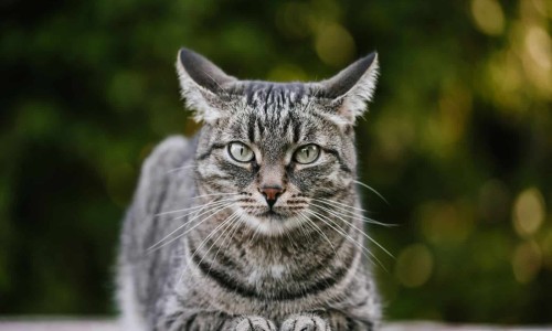 把脚贴到脸上去整蛊视频-脚贴脸上的心理动机-脚贴脸上缠胶带搞笑玩法,中国脚贴脸上网站